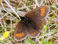 Mountain Ringlet
